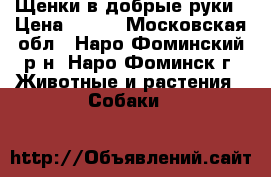 Щенки в добрые руки › Цена ­ 101 - Московская обл., Наро-Фоминский р-н, Наро-Фоминск г. Животные и растения » Собаки   